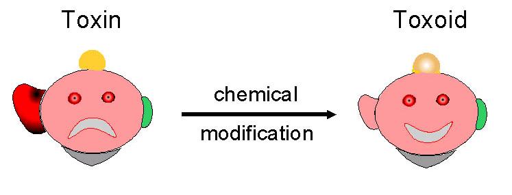 DTPa Torokgyík (Diftéria) Merevgörcs (Tetanusz) Szamárköhögés (Pertussis) Diftéria toxoid Tetanus toxoid Acelluláris pertussis vakcina Pertussis toxoid