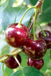 NÖVEKEDÉS- SZABÁLYOZÓ SZER Növénykondicionáló készítmény egyes cseresznyefajták gyümölcsrepedésének megelőzésére Hatóanyag-tartalom: 50 g/l L-triptofán Hatásmechanizmus A triptofán hatóanyag egy