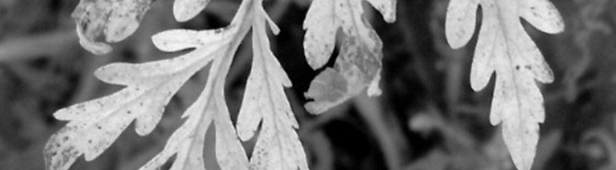 Hazánkban gyűj - töt ték (Pest megyében, Ambrosia artemisiifolia levélen 1997-ben Bohár és Schwarczinger, holotípus), ugyan - akkor új fajként Fa