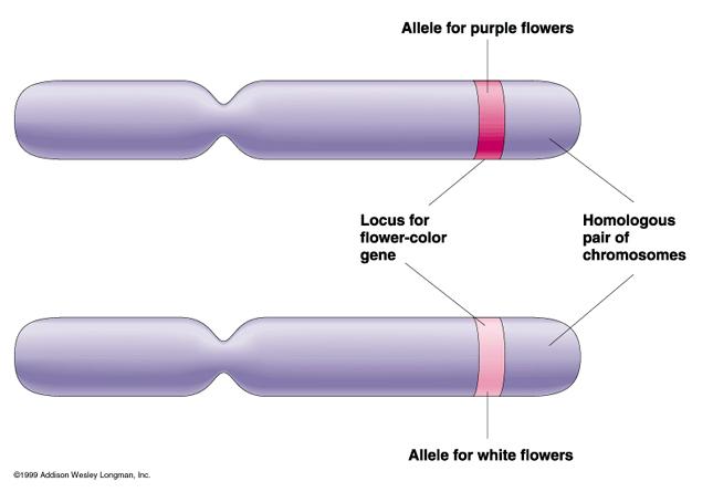 Some phenotypes are caused by a single locus in the genome and a single allele