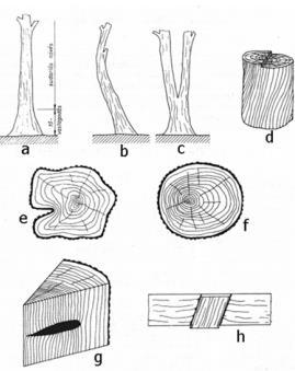 Fa hátrányos tulajdonságok a természetes anyag nagy változékonyságú, a szilárdsági jellemzők szórása nagy a fa eredeti alkati hibái csökkentik a feldolgozhatóságot (sudarasság, csavarodottság) és a