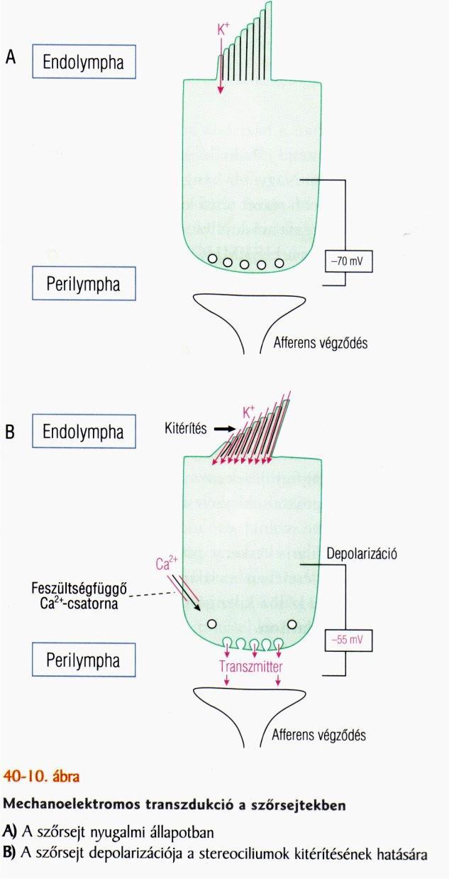 Endolimfa és a szőrsejtek között kb 150 mv elektromos potenciálkülönbség van 1. Csillók elhajlása a nagyobb csilló felé nyítja a kationcsatornákat 2.