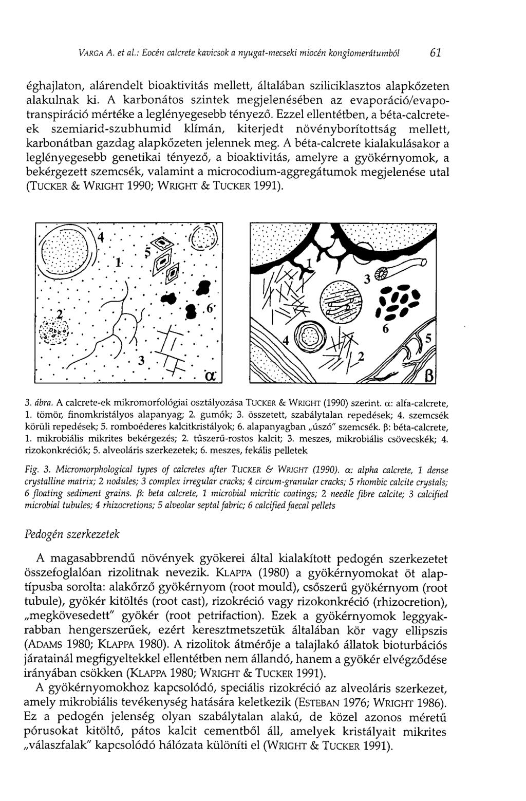 VARGA A. et al: Eocén calcrete kavicsok a nyugat-mecseki miocén konglomerátumból 61 éghajlaton, alárendelt bioaktivitás mellett, általában sziliciklasztos alapkőzeten alakulnak ki.