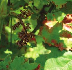 A SZŐLŐ LEGFONTOSABB BETEGSÉGEI Szőlőperonoszpóra (Plasmopara viticola) A szőlő egyik legfontosabb kórokozója, amely a leveleket, a virágzatot, a fürtöt és a hajtásokat egyaránt megtámadja.