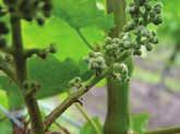 Szőlőlisztharmat (Uncinula necator) Szürkepenész (Botrytis cinerea) Az elmúlt években a szőlő egyik legfontosabb kórokozójává lépett elő.