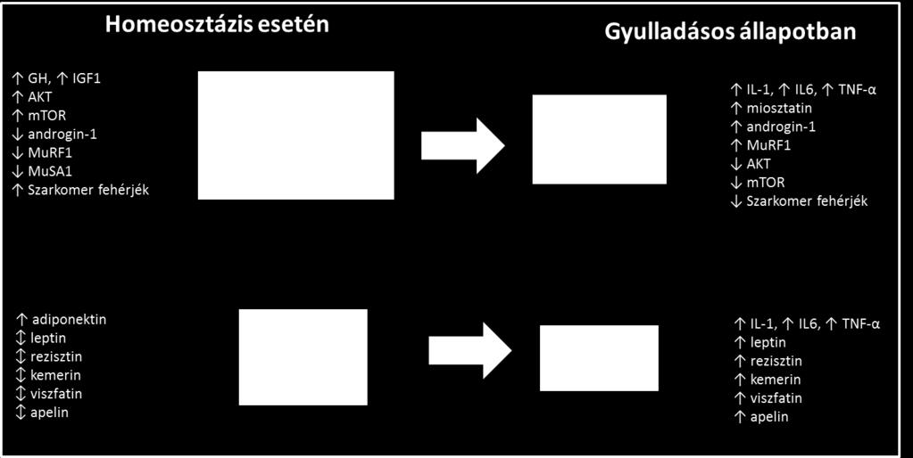 A függőleges nyilak a változás irányát mutatják.