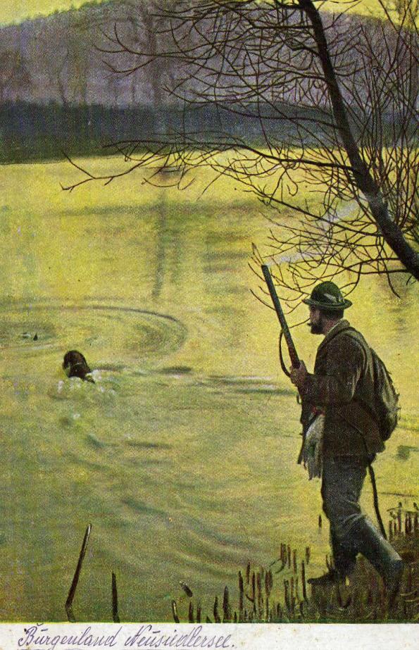 A következő képeslapon egy labrador retrivert láthatunk vízivad vadászata közben. Színes, nem futott, osztott hátlapú, fotólap az 1910-es évek körüli időkből.