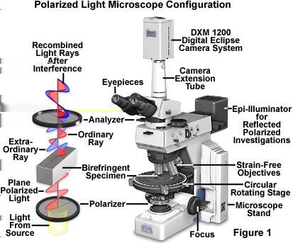 Polarizáció Optikai kettőstörés Polarizációs mikroszkópia a polarizációt kihasználó mikroszkópos eljárások különösen
