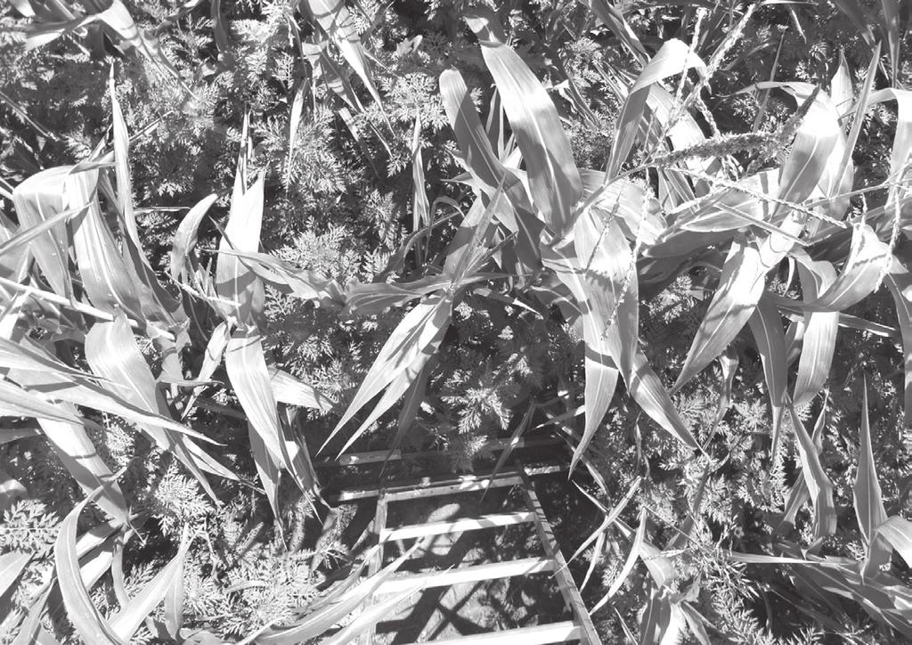 Szentes Dóra Lehoczky Éva: Az ürömlevelű parlagfű (Ambrosia artemisiifolia L.) elterjedése... 11 Magyarország 6,5 millió hektáros szántóterületéből 5 millió hektár fertőzött parlagfűvel.