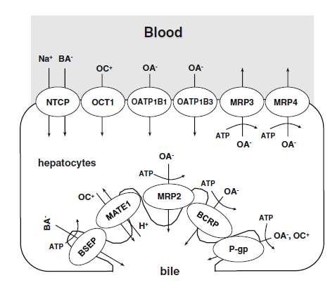 Gyógyszerek hepatobiliáris transzportjában résztvevő