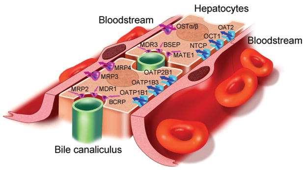 Gyógyszerek és endogén anyagok transzportjában szerepet játszó