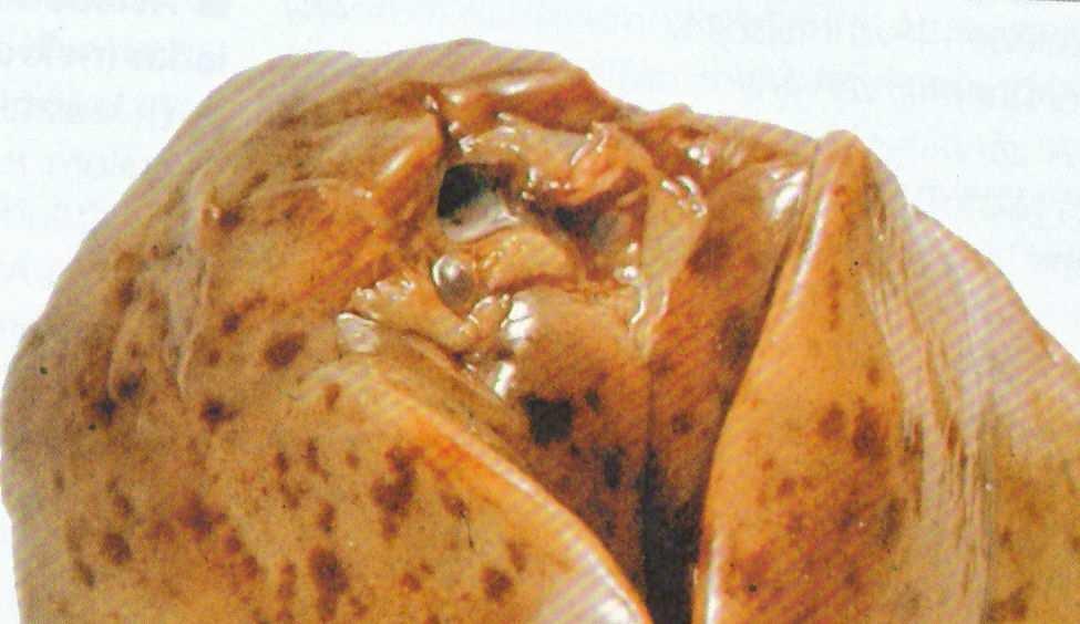Kórboctan I.
