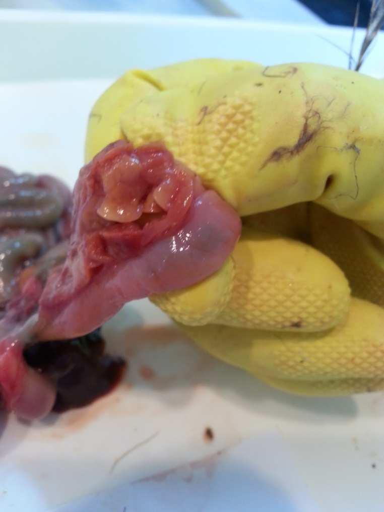 Pancreas