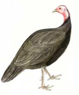 Mottó