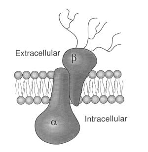Glia sejt Na +, K + -ATPase pumpa