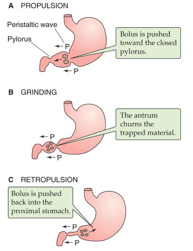 Nincs BER proximalis gyomor distalis gyomor pacemaker BER!