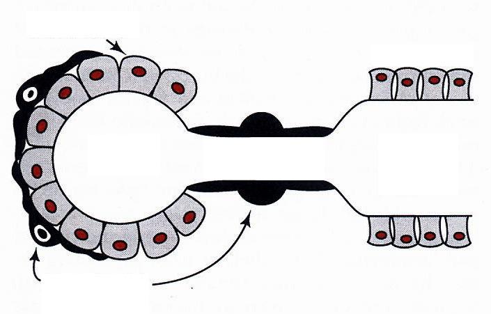 Nyálszekréció (1,5 l) Az acinus és ductus sejtek együttes működése.