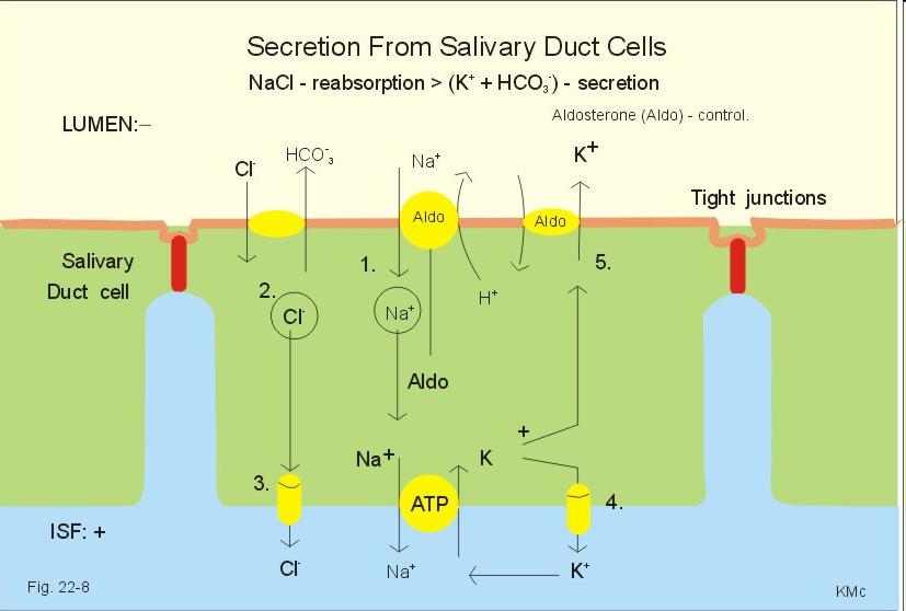 Transzportfolyamatok a nyálmirigy kivezetőcsövében NaCl reabszorpció > K + és HCO 3 szekréció ductus sejt a nyálmirigyben 13 A nyál összetétele függ a szekréciós
