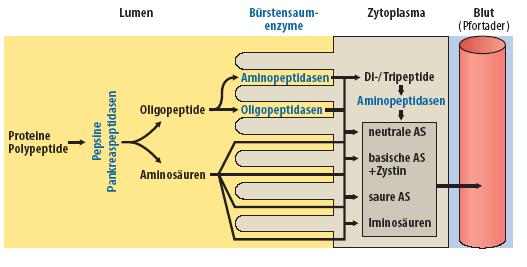 A fehérjék lebontása lumen kefeszegély enzimek citoplazma vér proteinek