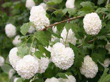 Viburnum Opulus