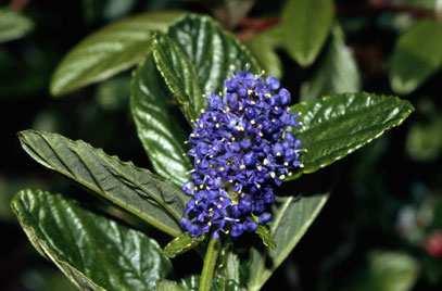 TONOS AZULES
