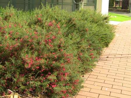 ROJOS Salvia