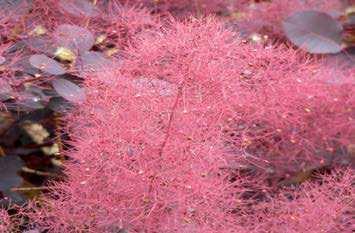 Cotinus coggygria