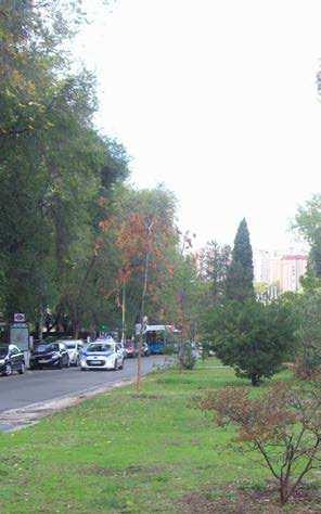 DISTRITO FUENCARRAL EL PARDO Remodelación de la Mediana de la Calle Ginzo de Limia Nº IDENTIFICACIÓN: 18 COORDENADA X: 440.409,19 COORDENADA Y: 4.480.