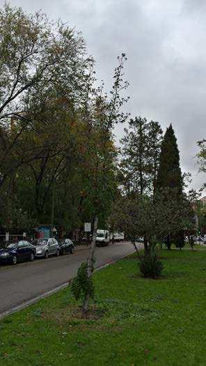 5 m Inicio de copa: Ramificado desde la base DESCRICIÓN GENERAL: Especie plantada en la mediana, que está seca.. Nº IDENTIFICACIÓN: 25 COORDENADA X: COORDENADA Y: 440.395,47 4.480.