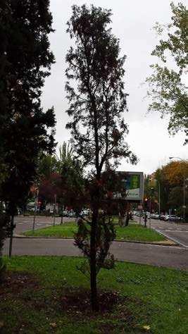 Nº IDENTIFICACIÓN: 30 COORDENADA X: COORDENADA Y: 440.392,68 4.480.895,51 Especie: Cupressus sempervirens Perímetro tronco: --- Altura total: 3.