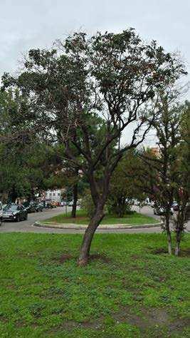 DISTRITO FUENCARRAL EL PARDO Remodelación de la Mediana de la Calle Ginzo de Limia Nº IDENTIFICACIÓN: 33 COORDENADA X: COORDENADA Y: 440.377,06 4.480.