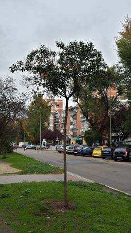 DISTRITO FUENCARRAL EL PARDO Remodelación de la Mediana de la Calle Ginzo de Limia Nº IDENTIFICACIÓN: 39 COORDENADA X: COORDENADA Y: 440.368,44 4.480.