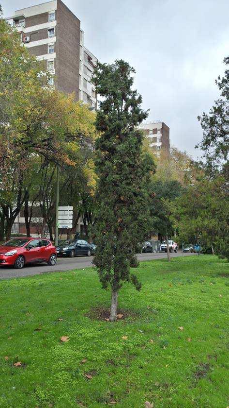 6.2. ARBOLADO QUE SE TRASPLANTA Nº IDENTIFICACIÓN: 5 Nº