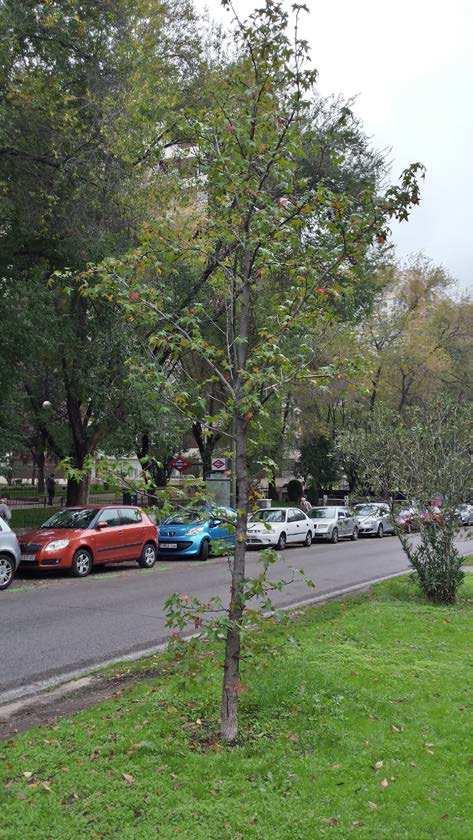 DISTRITO FUENCARRAL EL PARDO Remodelación de la Mediana de la Calle Ginzo de Limia