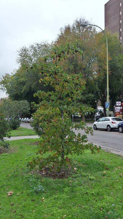 480.831,09 COORDENADA X 440.407,67 COORDENADA Y 4.480.835,89 Liquidambar styraciflua Liquidambar styraciflua Documento I.
