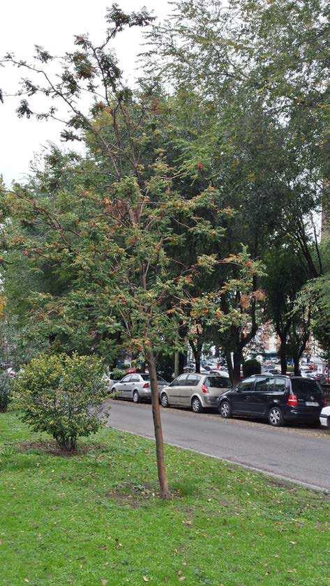 DISTRITO FUENCARRAL EL PARDO Remodelación de la Mediana de la Calle Ginzo de