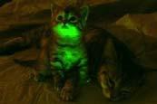 !! Biolumineszcencia Biolumineszcencia: a