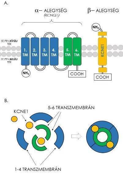 korai utódepolarizációk és a torsades de pointes kamrai tachycardia kialakulásának valószínűsége, így gyakrabban fordul elő hirtelen szívhalál (Wu et al, 2015