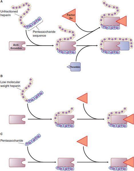 nagy molekulasúlyú heparin pentasaccharide szekvencia alacsony molekulasúlyú heparin pentasaccharide I.3.