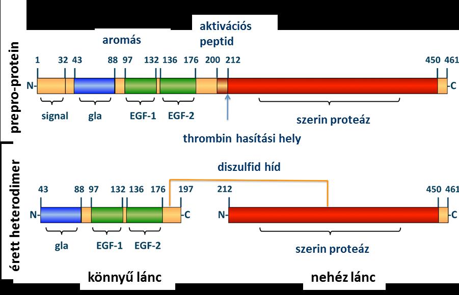 I.3.2 Protein C deficiencia A protein C (PC) 62 kd molekulatömegű 461 aminosavból álló polipeptid [54]. A májban szintetizálódik, inaktív egyláncú prekurzor molekula formában.