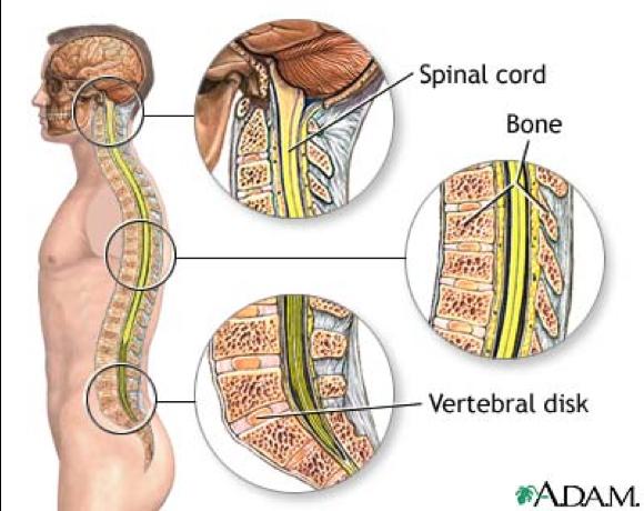 A gerinc szakaszai: nyaki háti ágyéki keresztcsonti A gerinc kettős S görbülete: o nyaki lordózis (másodlagos görbület) o háti kifózis (elsődleges) o