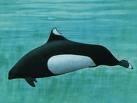 KI CLS BC D Dall`s porpoise (Phocoenoides dalli) Group name Transient orca Avian raptors Porpoise Seabirds Sea otter Invert-eating birds Juvenile pollock (0) Juvenile salmon (0-1) Pinnipeds Sleeper