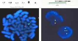 IMATINIB IN CML