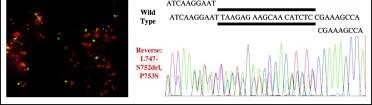 REMISSION FROM GEFITINIB IN 2003 Schwab R, et al.