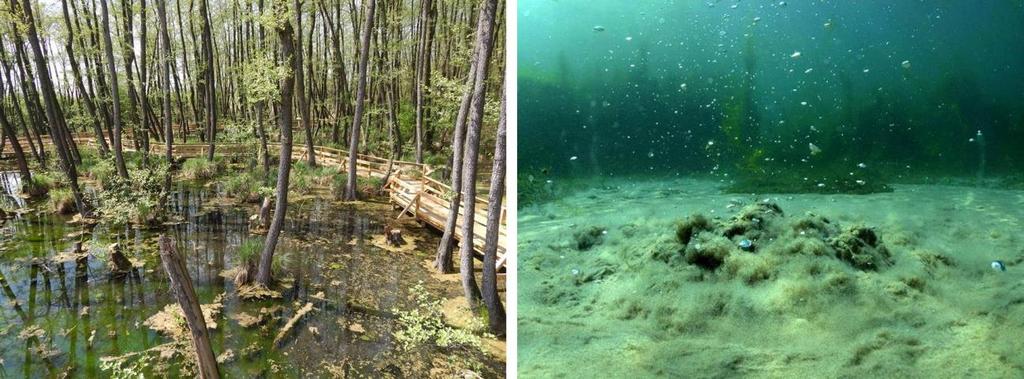 Maller Márton: A tatai Fényes-források összes vízhozamának meghatározása 19 lemző a nagymértékű ingadozás, ez a mérések bizonytalanságára utal (Hydrosys Kft. 2018).