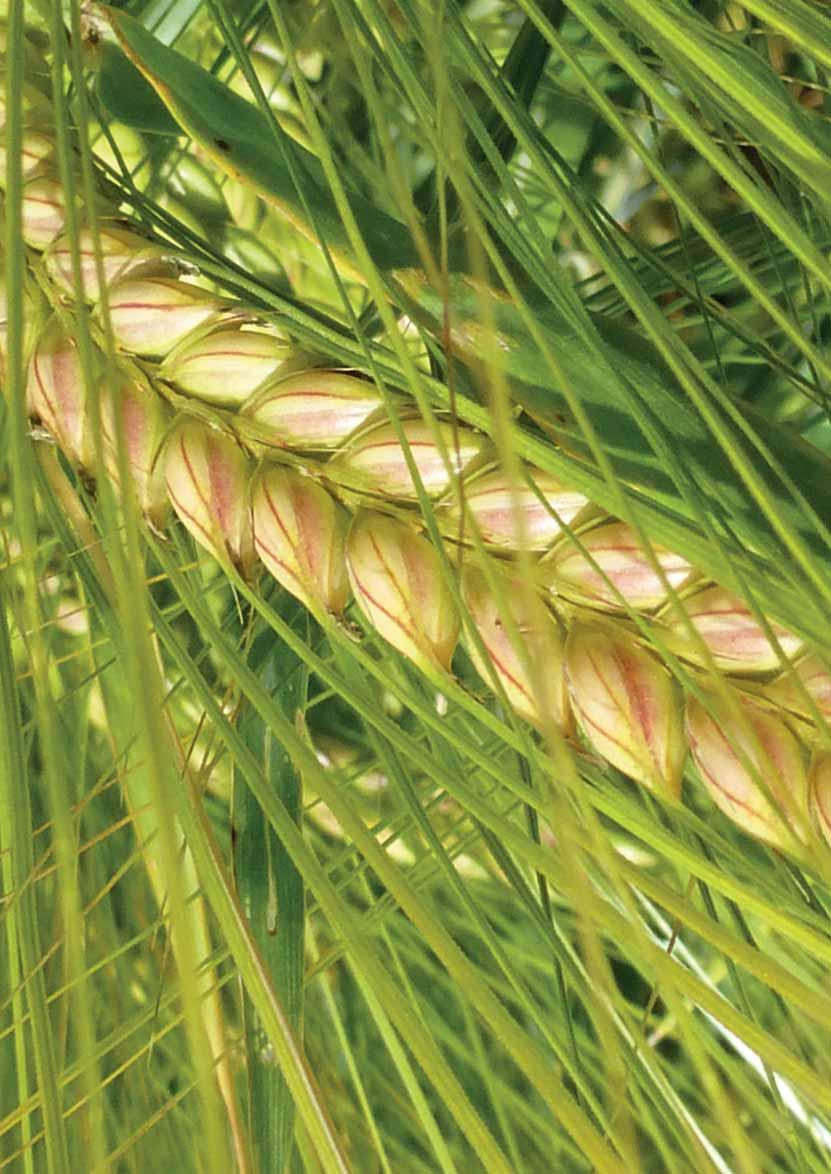 TAVASZI ÁRPA SALOME kiemelkedôen magas és stabil termésszint a tavaszi árpák között malátázási szempontból optimális minôségi jellemzôk egészséges és agronómiai szempontból jól kezelhetô állomány A
