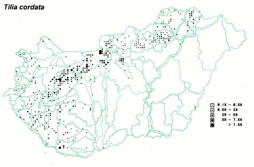 ++ Tilia cordata (T.