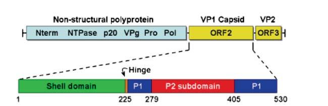 225: 190 211 Nature Review 2010, 8, 231-241 -1 Genogroups >60% amino acid similarity 3 affect humans (GI, GII, GIV) Genotypes >80% amino acid similarity 9 GI genotypes, 22 GII genotypes Strains