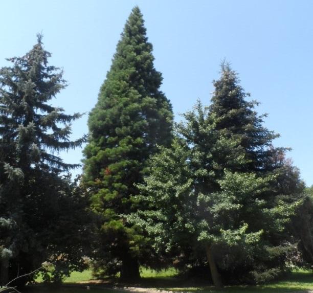 , Picea pungens, Larix decidua), hamisciprus (Chamaecyparis lawsoniana), jegenyenyár (Populus nigra Italica), nyírfák (Betula pendula), mocsárciprus