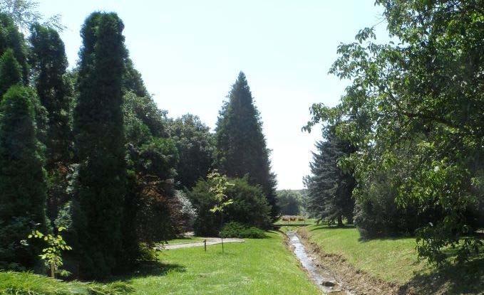 A patakpart más részein találunk platánt (Platanus x hybrida), szomorúfűzet (Salix alba Tristis).